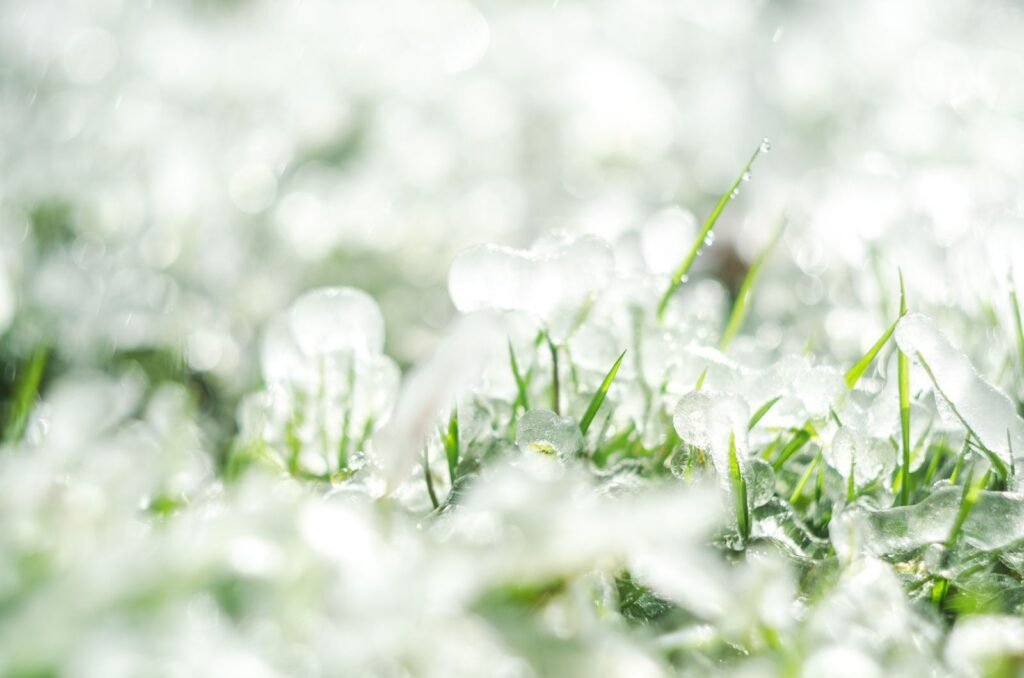 Large hailstones scattered across a lawn after a storm