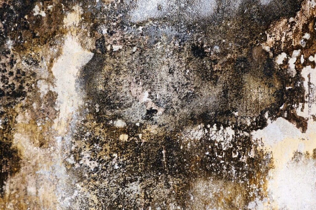 Mold Removal After Water Damage